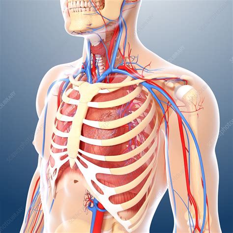 Human Anatomy Artwork Stock Image F0059882 Science Photo Library
