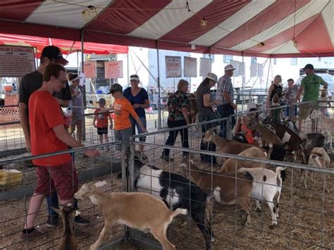 Truck stop camel sits on woman who then bites. Farm Bureau teams up with petting zoo at Eastern Idaho ...