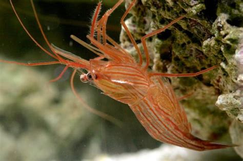 Peppermint Shrimp Complete Guide To Care Breeding Tank Size And