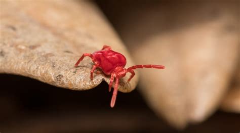 Red Bugs On Concrete A Complete Guide To Clover Mites