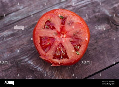 Tomato Seeds Sprouting Inside A Ripe Tomato Stock Photo Alamy