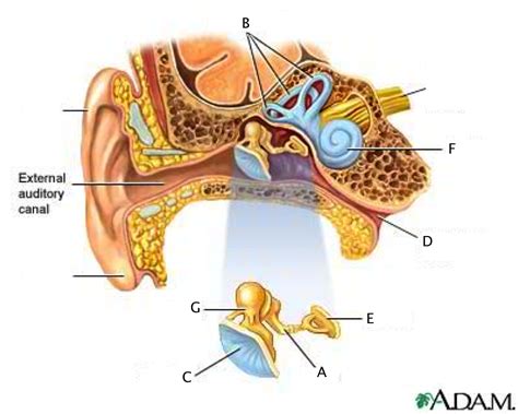 Approximately 3 x 2.5mm in size, the stapes or stirrup, located in the middle ear, is one of the smallest bones in your body. Eye & Ear at Western Carolina University - StudyBlue