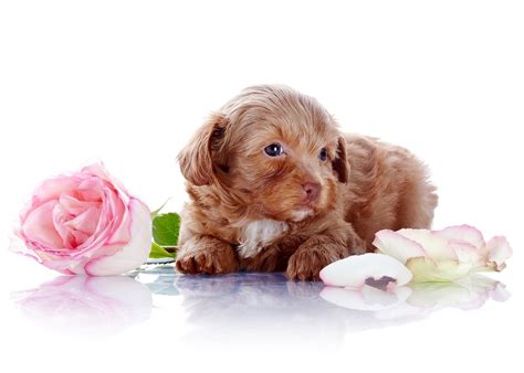 Top 10 Most Aggressive Small Dog Breeds In The World ...
