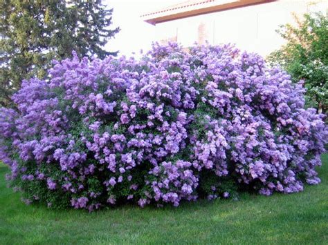 We did not find results for: Best 25+ Lilac bushes ideas on Pinterest | Prune lilac ...