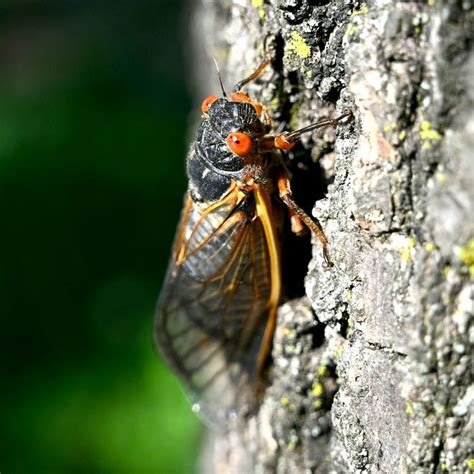 Fungus Could Turn Some Brood X Cicadas Into Sex Zombies