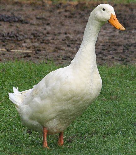 It was bred from the mallard in china. Royal Pekin Ducks Farm: White Pekin Ducks for Sale in ...