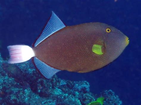 Pinktail Triggerfish Melichthys Vidua Lanai Hawaii Photo 2