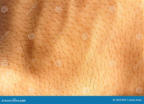 Skin Human Texture Stock Image Image Of Complexion Human 16531059