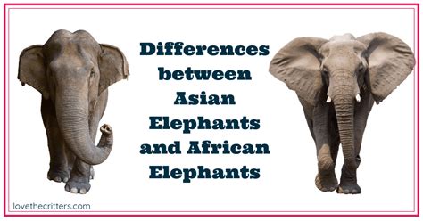 Differences Between Asian and African Elephants - Love The Critters