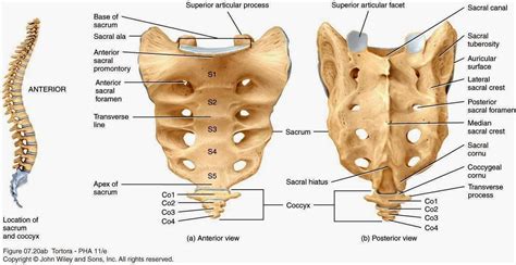 MIDTERM - Anatomy & Physiology Bsc2085 with Ruiz at Miami ... Lateral to medial navl nerve, (fem sheath).