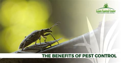 We will inspect and identify. The Benefits of Perimeter Pest Control | Lawn Control Center