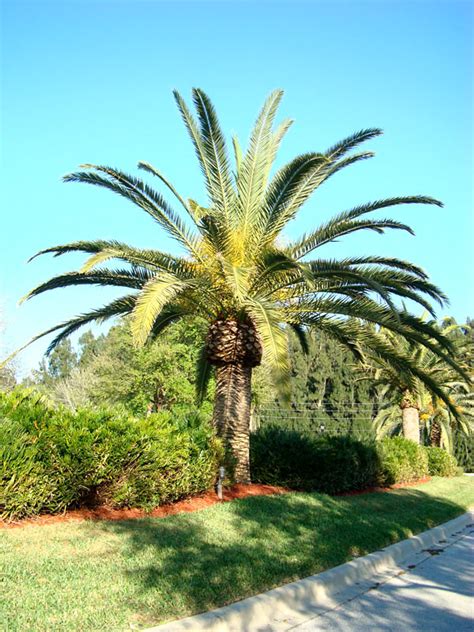 Canary Island Date Palm Tree Phoenix Canariensis Urban Palms