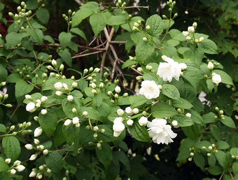 Fragrant flowering trees in texas. fragrant flowering trees and bush | The white flowers on ...