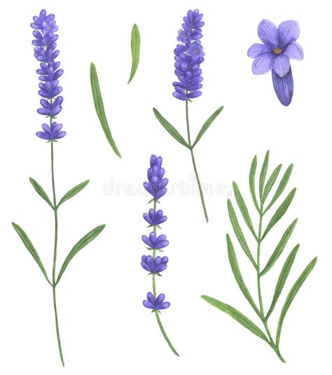 Lavender Watercolor Bouquet Of Provence Flowers Illustration Set Of