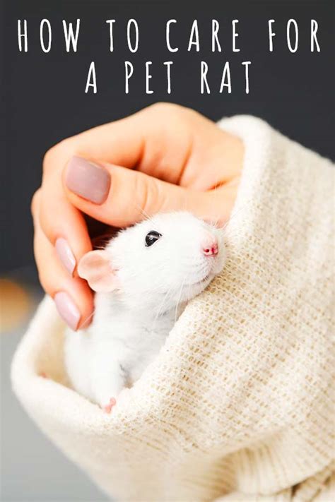 Pet Rat Care Discover How To Care For A Pet Rat