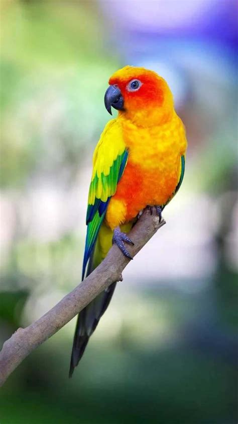 Are Parrots Exotic Pets Flora Esposito