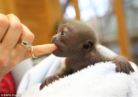Home And Dry Endangered Baby Monkey Finds A Surrogate Mum After Being