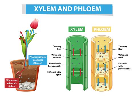 Plant Xylem And Phloem Diagram