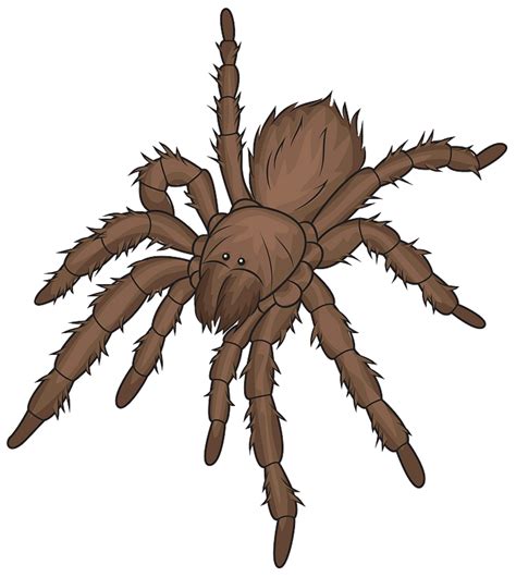 Tarantula Png Vector Psd And Clipart With Transparent Clip Art Library