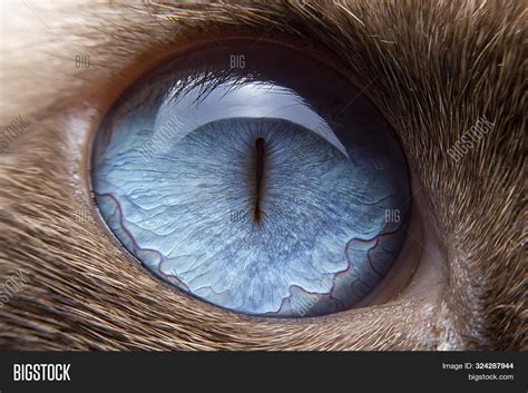 Close Cats Eyes Blue Image And Photo Free Trial Bigstock