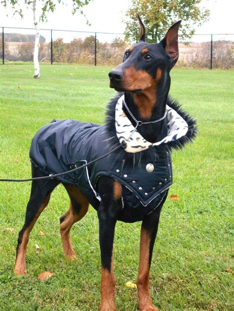 Dog repellents for lawns can also be helpful for preventing dogs from walking across your newly we reviewed dozens of dog repellents for lawns to identify the best of the best based on factors like you can also easily clean the housing using a mild soap and water to ensure the sensor can effectively. Dog Raincoat YUKON in black water repellent winter coat ...