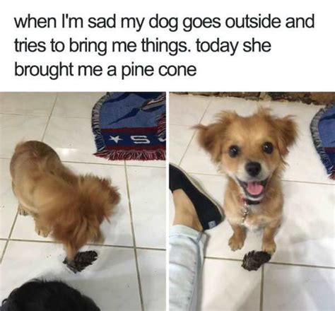 Nature's miracle and scoutmaster come to mind. 29 Wholesome Animal Memes