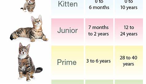 Cat Age Weight Chart