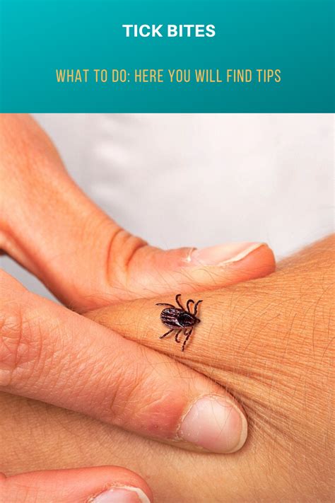 Tick Bites What To Do Here You Will Find Tips Tick Bite Ticks