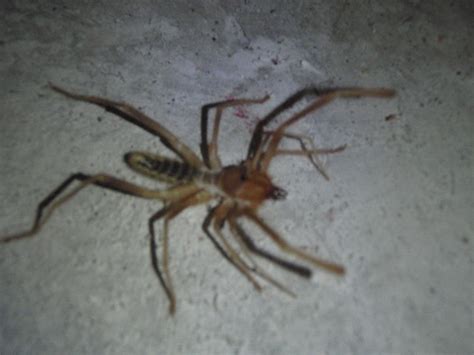 The eaten salted water can not catch up with the victim. Baby Camel Spider, Barstow, CA. | Flickr - Photo Sharing!
