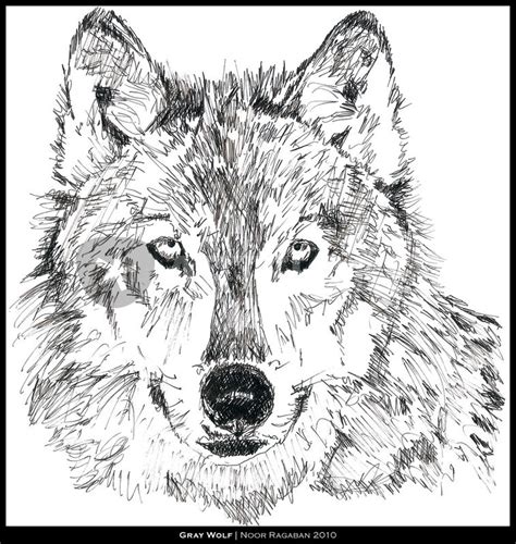 Erase the circles and background lines, then draw in the hair of the wolf and the stomach. "Gray Wolf" Drawing art prints and posters by Noor Ragaban - ARTFLAKES.COM