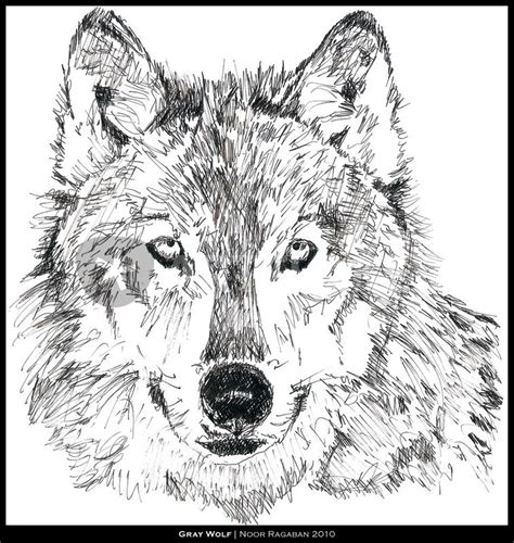 The wolf is a favorite animal of mine. "Gray Wolf" Drawing art prints and posters by Noor Ragaban ...