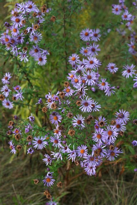 Free Images Blossom Field Meadow Fall Flower Purple Herb