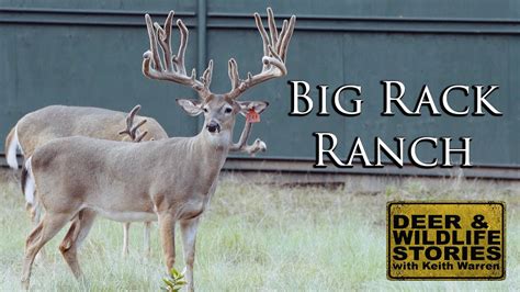 Monster Texas Whitetails Big Rack Ranch Youtube