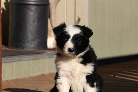 The unregulated breeders who are selling outside of the. Border Collie/Idaho Shag Puppies for Sale