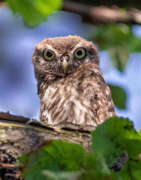 Pequeño Búho Athene Noctua Un Pájaro Joven Se Sienta En Una Rama Y Mira