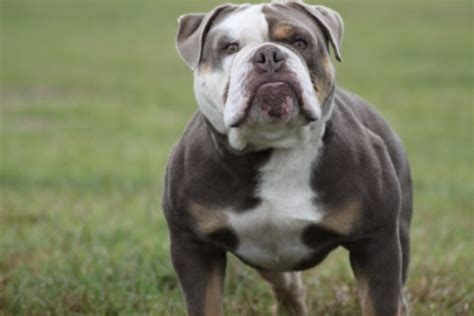 In florida, ocala is ranked 52nd of 1036 cities in animal hospitals per capita, and 67th of 1036 cities in animal hospitals per square mile. Champion Sired Olde English Bulldog pups