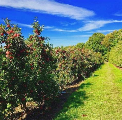 These 10 Charming Apple Orchards In Massachusetts Are Great For A Fall
