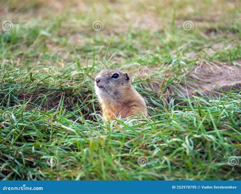 Gopher On The Lawn Is Peeking Out Of His Hole Close Up Stock Image