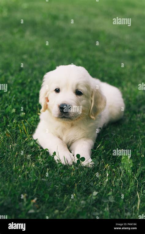 Puppy Golden Retriever Pup Rests On Nature Stock Photo Alamy