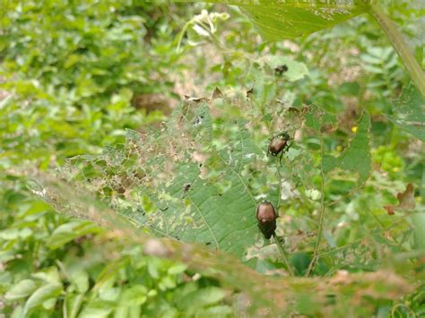 Conventional And Organic Insecticides For Japanese Beetle American
