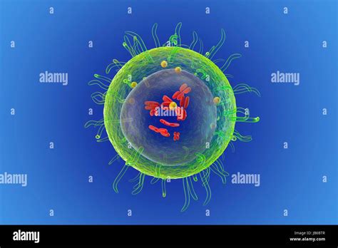 T Lymphocyte White Blood Cell Illustration Stock Photo Alamy