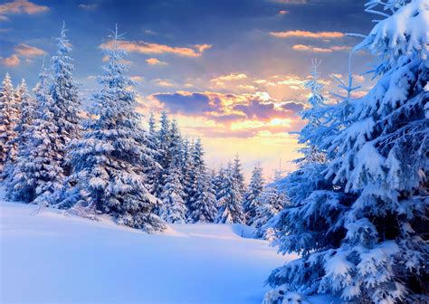 Nature Landscape Snow Winter Forest Trees Sunset Pine Trees