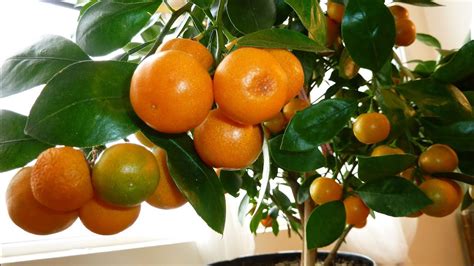 Calamondin Orange Update Best Indoor Citrus Plant Miniature Orange