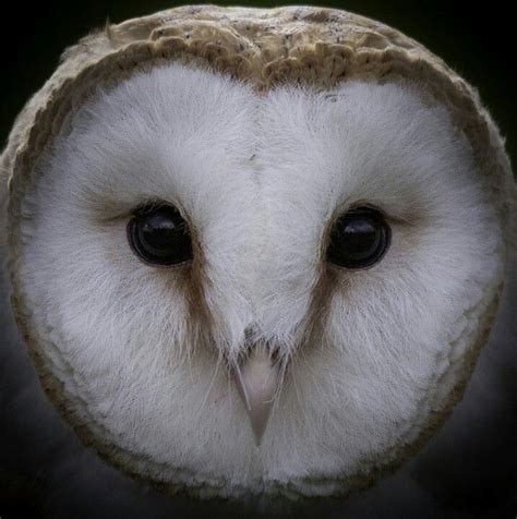 Barn Owl Face Owl Owl Eyes Barn Owl