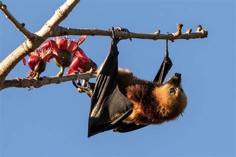 18 000 Mauritian Flying Foxes To Cull Or To Treasure Africa Geographic