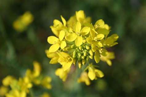 Grow A Mustard Plant As A Trap Crop And Save Your Brassicas Garden