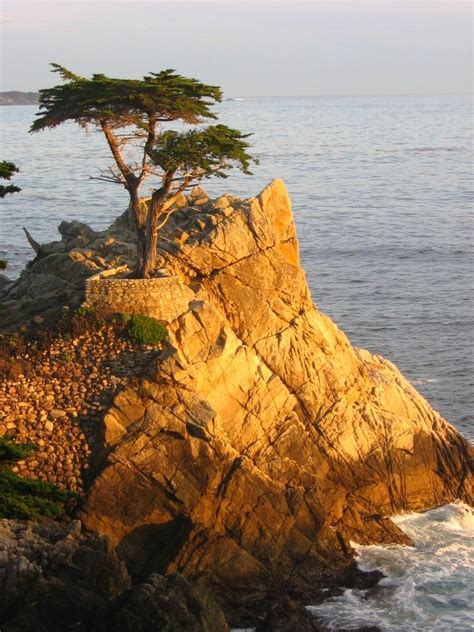 Pin By Jeannette On Water Monterey Cypress Lone Cypress Pebble Beach
