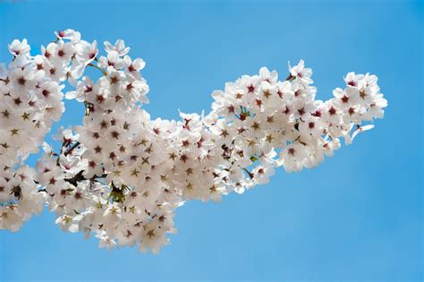White Wild Cherry Blossoms In Blue Sky Stock Image Image Of Spring