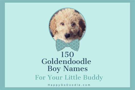 150 Goldendoodle Boy Names Youll Fall In Love With Happy Go Doodle
