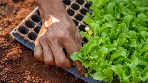 How To Grow Lettuce From Seed At Home Slick Garden